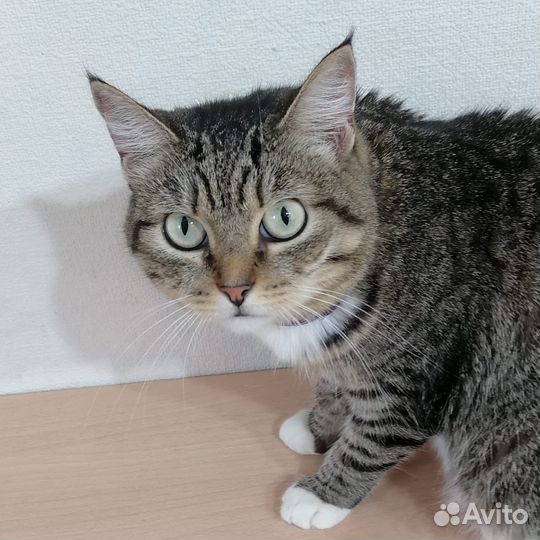 Кошка в добрые руки