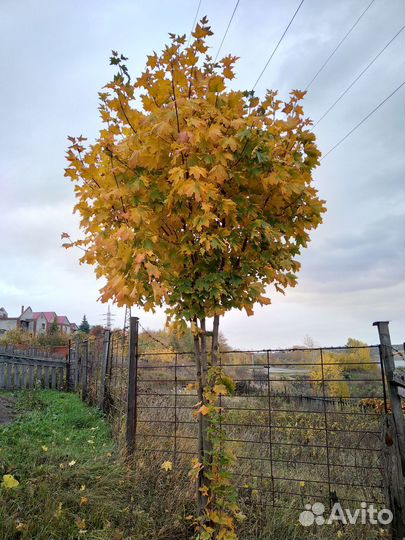 Золотистый клен
