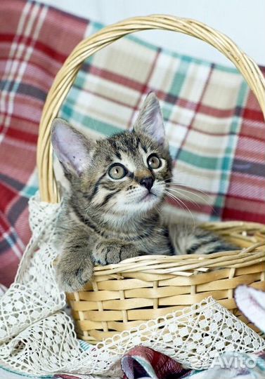 Полосатый котенок Полоскин в добрые руки