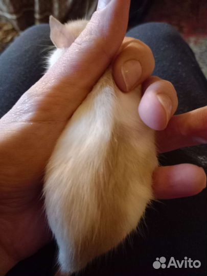 Крысы,крысята Дамбо