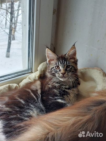 Котята мейн-кун