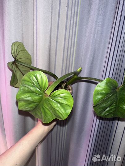 Филодендрон пловмани