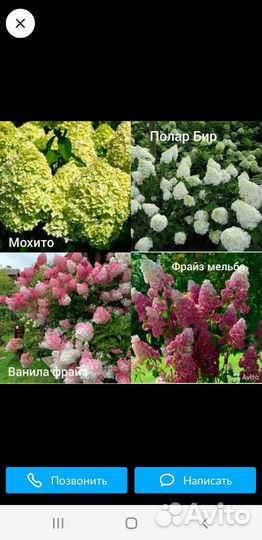 Растения для сада