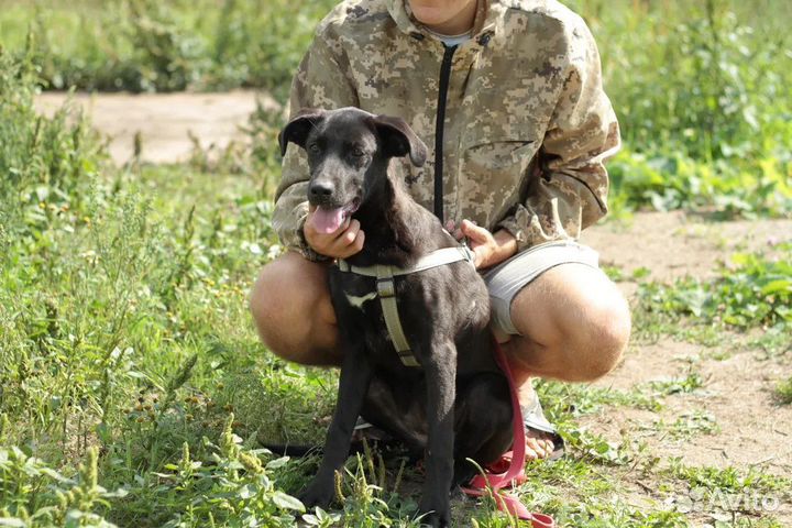 Щенок в добрые руки