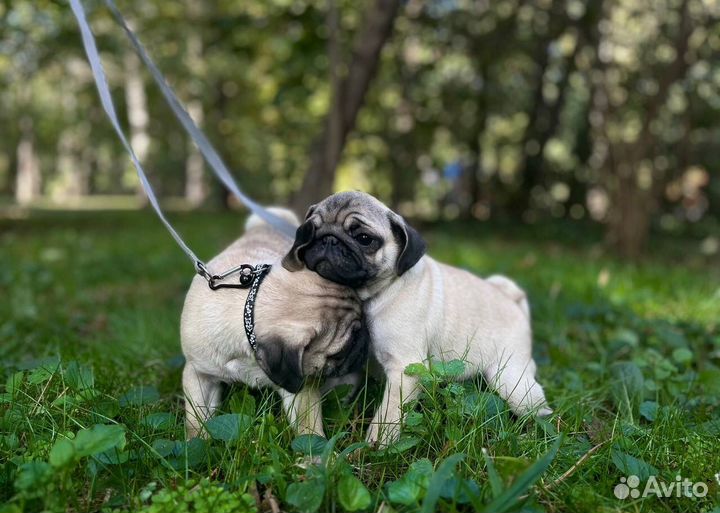 Щенки мопса