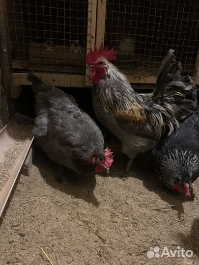 И/яйцо, мараны курочки или семья