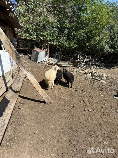 Баранчики на развод