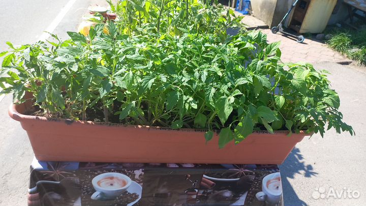 Кустики Клубника ремонтантная
