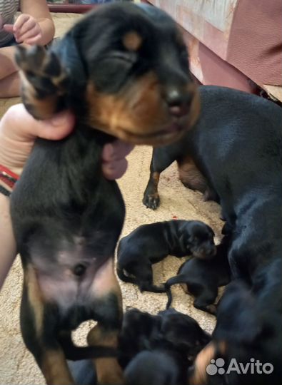 Щенки таксы