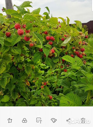 Саженцы малины