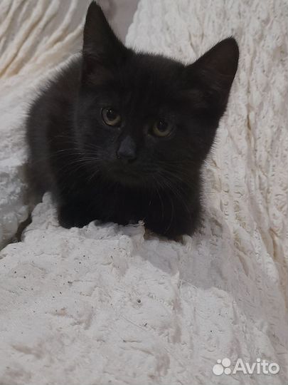 Котёнок