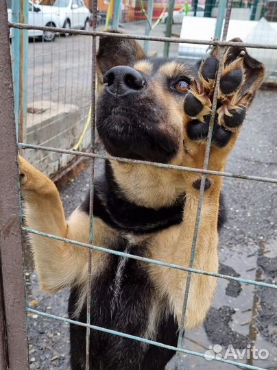 Спаси молодую собаку из приюта
