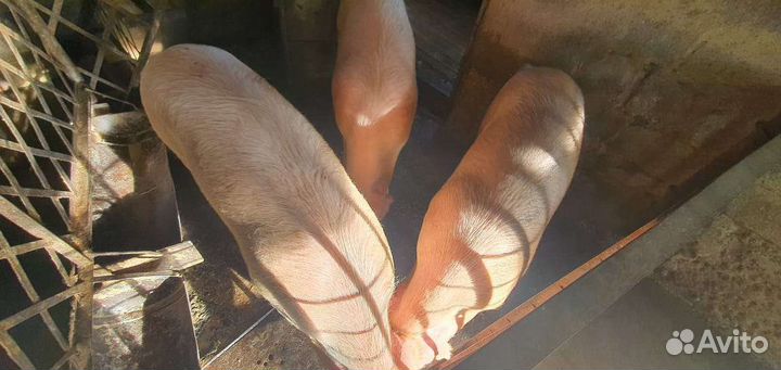 Свиньи живым весом