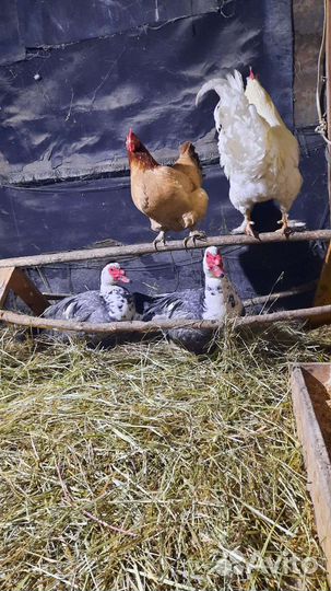 Куры петухи