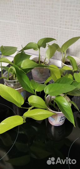 Сциндапсусы эпипремнумы