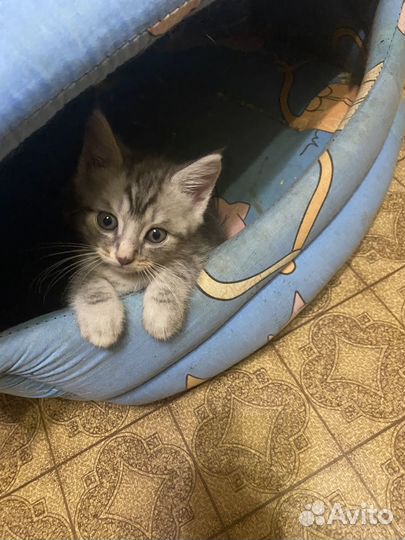 Котята в добрые руки даром