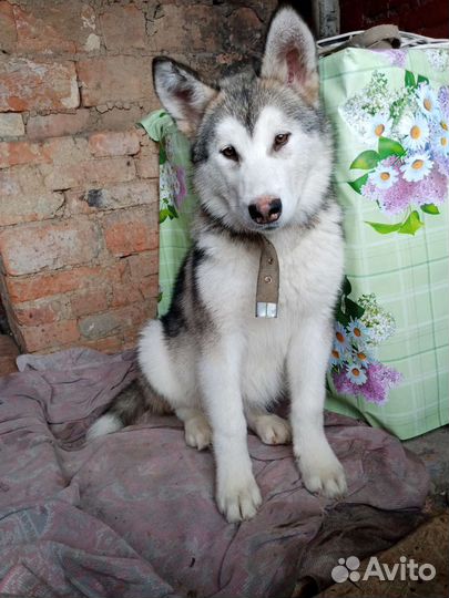 Аляскинский маламут щенки