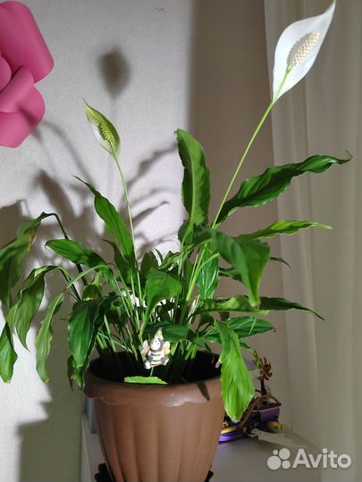 Спатифиллум