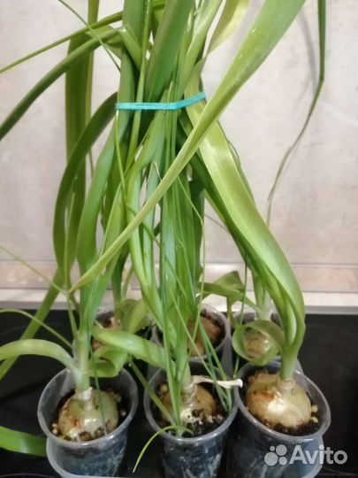 Индийский лук