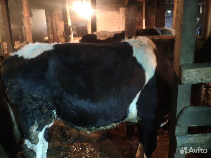 Быки на мясо