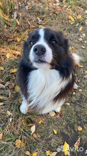 Бордер колли вязка