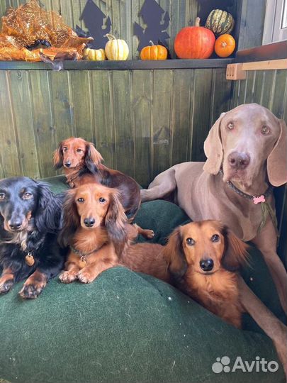 Передержка животных