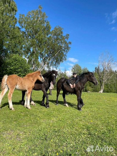 Жеребёнок кросс тинкер