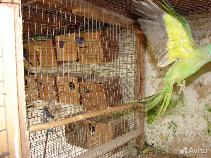 Ожереловый попугай