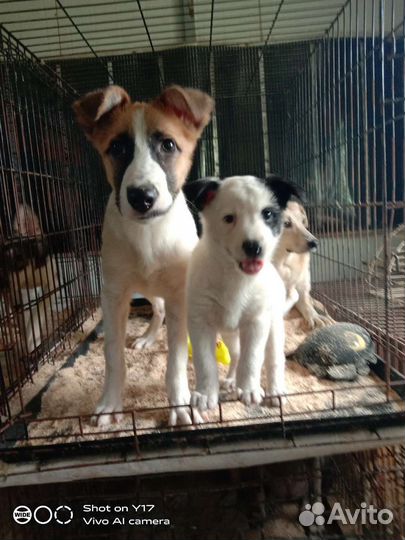 Щенки приюта