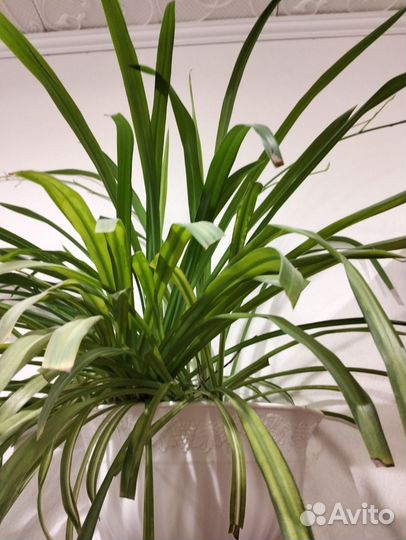 Хлорофитум