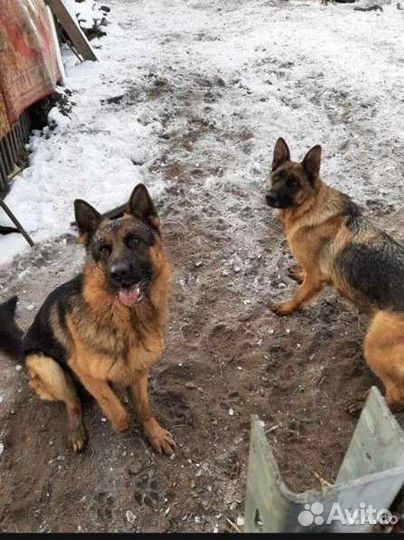 Щенки немецкой овчарки