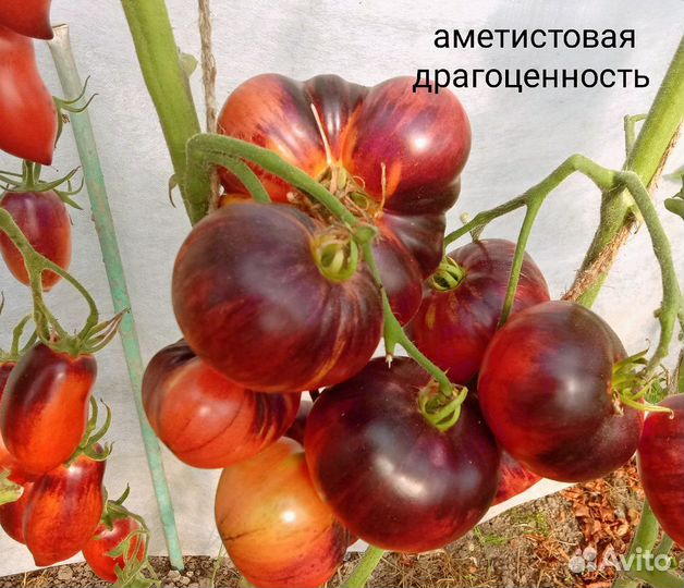 Рассада коллекционных томатов