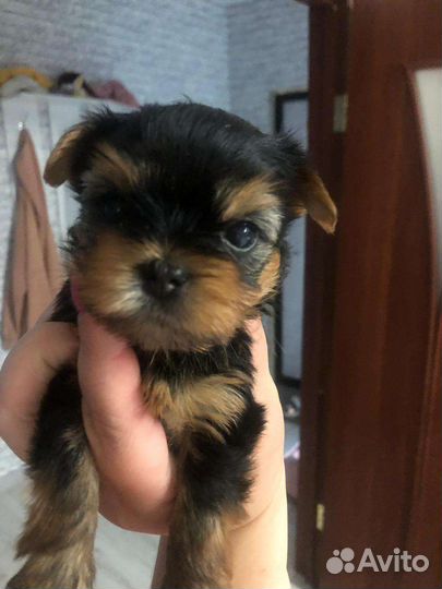 Йоркширский терьер