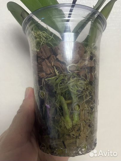 Орхидея фаленопсис