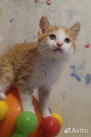 Рыжий котенок в добрые руки