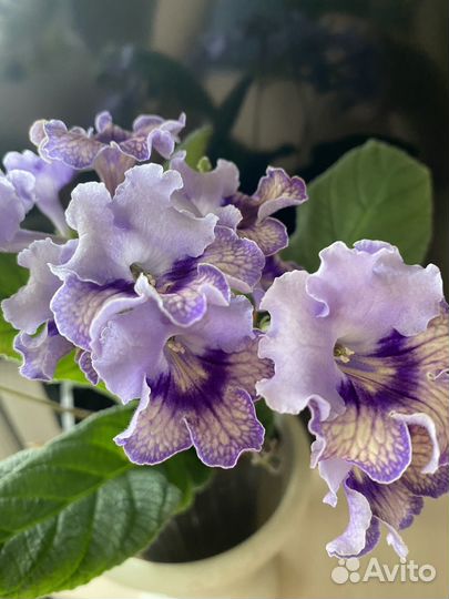 Стрептокарпусы