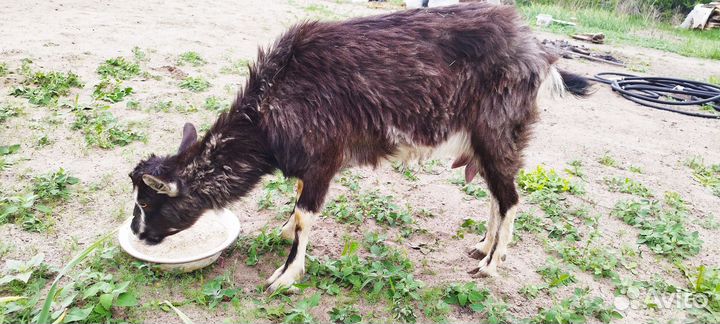 Дойные козы