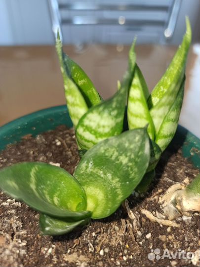 Сансивиерия ханни