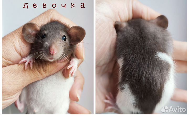 Крыса. Крысята Дамбо. Актуальные фото