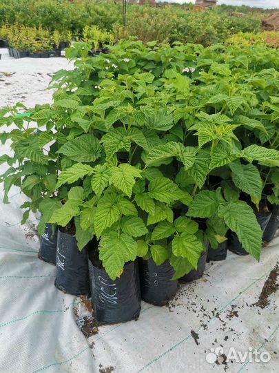 Пузыреплодники, лапчатка,гортензии, малина. Опт