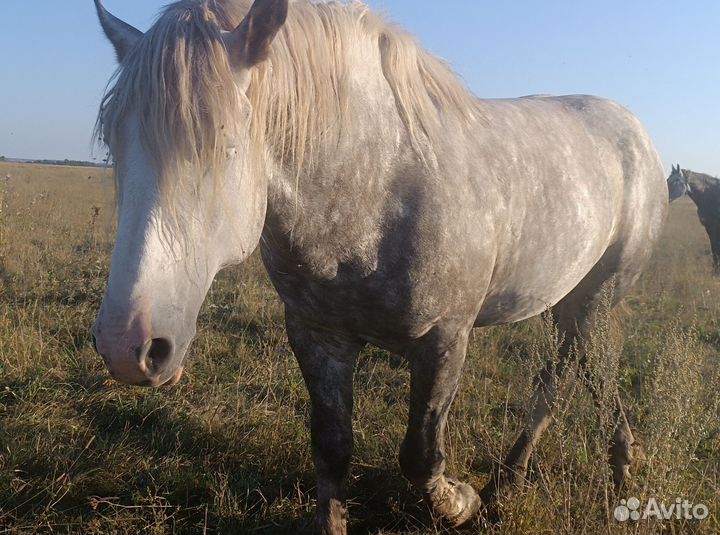 Жеребец на племя