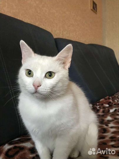 Кошечка в добрые руки