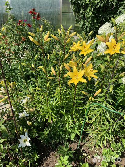 Многолетники для сада, первоцветы