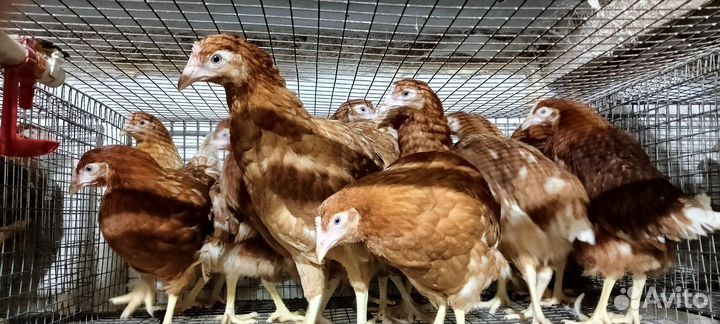 Куры несушки белые пробрасывают яйцо