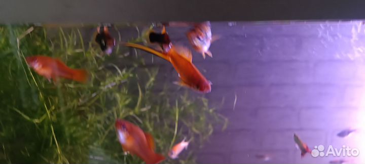 Украшения для аквариума