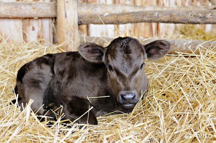 Бычок 10 дней