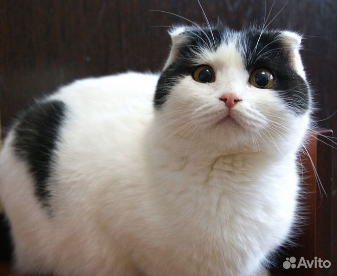 Кошечка подросток