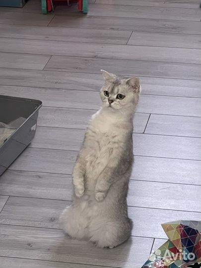 Шотландская прямоухая кошка