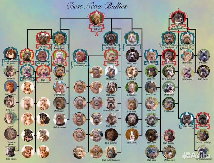 Американский булли вязка