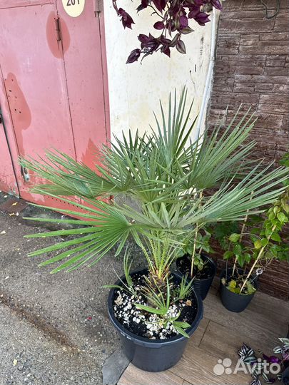 Пальма веерная